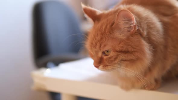 Angry Ginger Cat Sits on White Table. Fluffy Pet Seems To Be Irritated. Cute Domestic Animal at Cozy