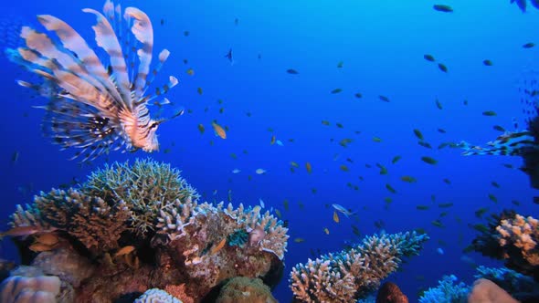 Lion-fish Grouper Fish