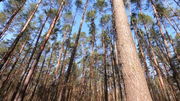 Inside a Pine Forest By Day Slow Motion