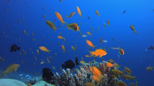 Underwater Beautiful Coral Fish Garden