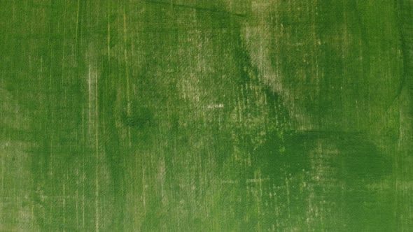 Aerial View on Green Wheat Field in Countryside