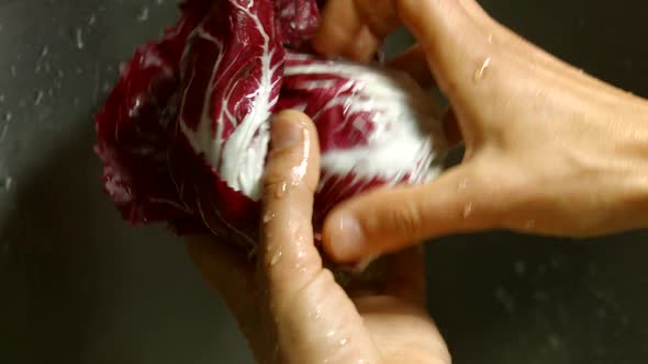 Man's Hands Wash Radicchio.