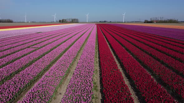 Colorful flowerfields with blooming tulips in the Flevopolder of the Netherlands