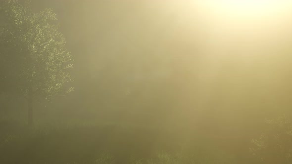 Magical Forest with Sparkles alt