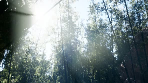 Lanscape of Bamboo Tree in Tropical Rainforest, Malaysia alt