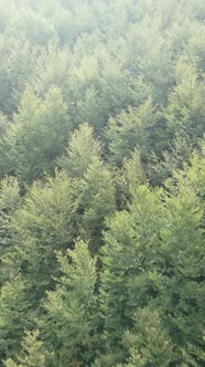 Aerial View of Trees in the Forest