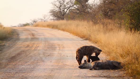 Spotted hyaena in Kruger National park, South Africa