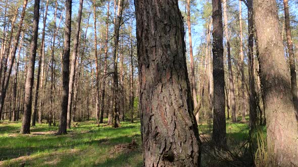 Walking Through the Forest with Pine Trees During the Day POV Slow Motion