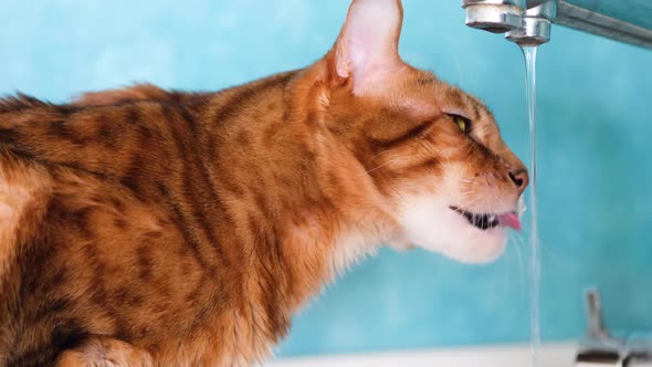 Bengal Cat Drinking Water with Tongue from Water Tap.