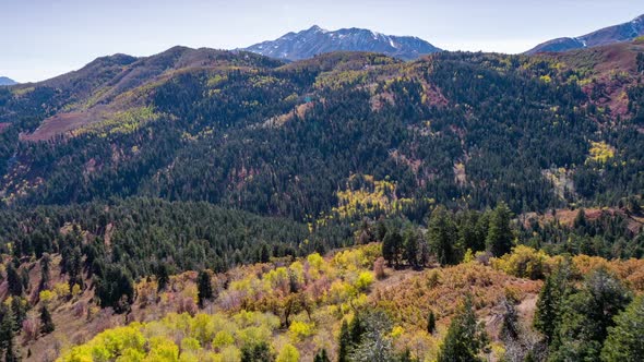 Aerial view of forest in Fall moving past tree tops