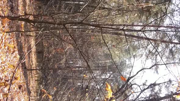 Vertical Video of an Autumn Forest During the Day in Ukraine