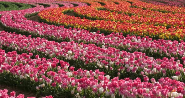 Tulips field in the Provence, Alpes de Haute Provence, France