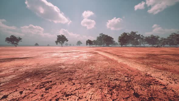 Desert Trees in Plains of Africa Under Clear Sky and Dry Floor