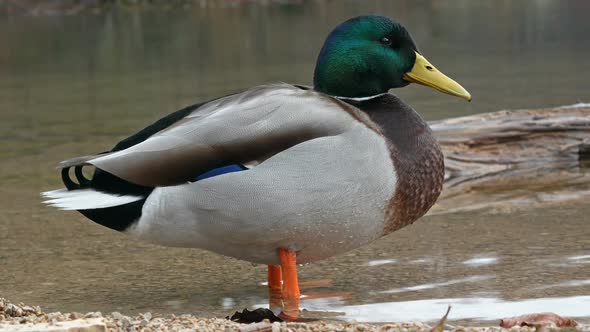 Duck Close Up