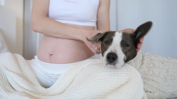 Pregnant Woman Playing With Her Dog At Home