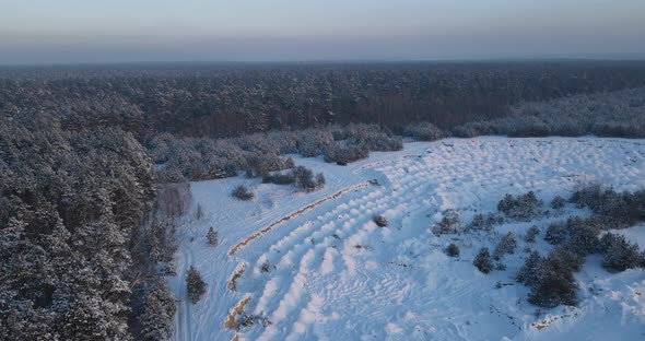 Snow-covered Coniferous Forest. Aerial Photography