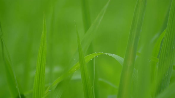 Green Rice With Dews Drop