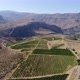 Drone flying over the straight rows of the green vineyards. - VideoHive Item for Sale