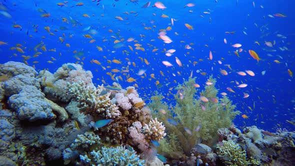 Underwater Reef Coral Scene