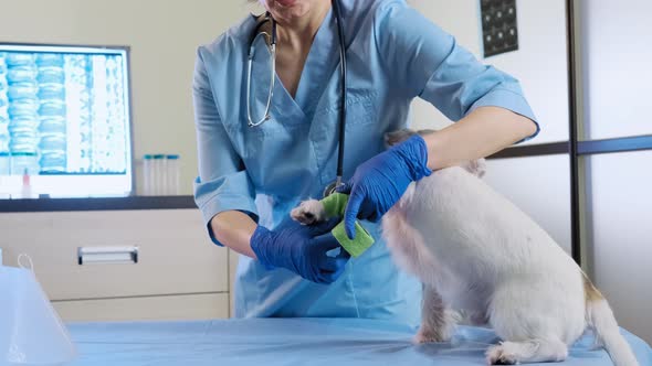 Female Veterinarian Wraps a Bandage Around the Damaged Paw Jack Russell in Clinic Health Care