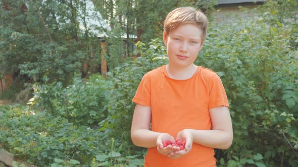 A Boy Holds and Then Holds Out a Handful of Ripe Red Raspberries