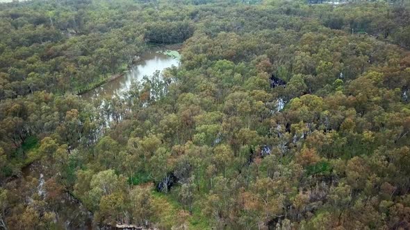 Slow moving aerial footage of the meandering Murray River and flood plains in eucalypt forest south