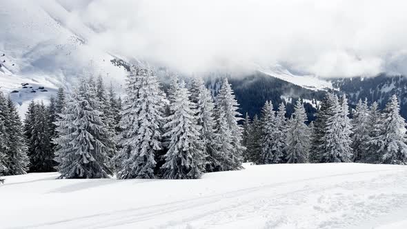 Mountain Fir Forest in Clouds After Strong Snowfall