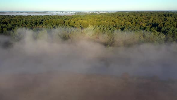 Foggy morning in the forest