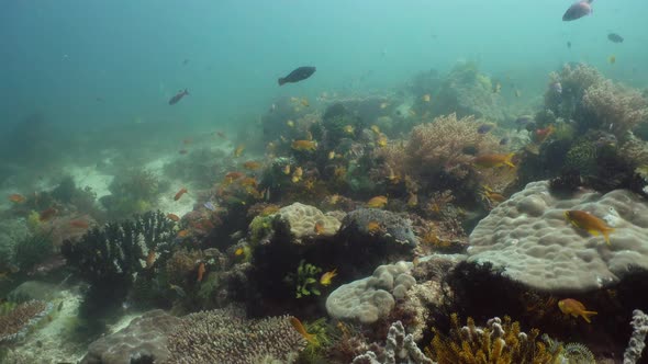 The Underwater World of a Coral Reef