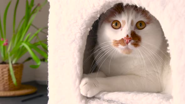 White and red cat relaxing in cats house and looking around close up zoom in