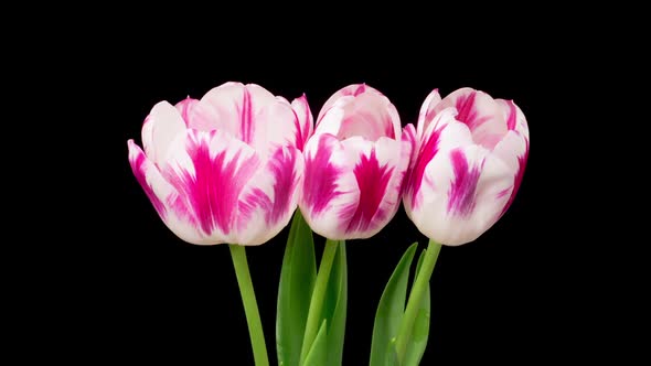 Timelapse of Pink White Tulips Flowers Opening
