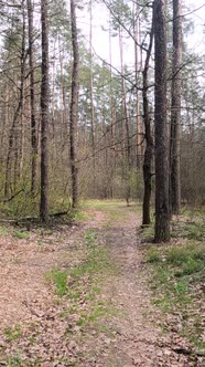 Vertical Video of the Small Road in the Forest During the Day