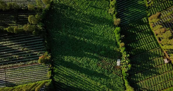 Tobacco plantation in Central Java. Birds eye view of agricultural landscape, fields with plants in