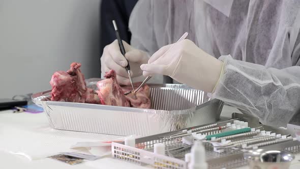 A Dental Intern Trainee Practices His Skills on a Pig's Jaw. The Dentist Tests His Dentist Skills on