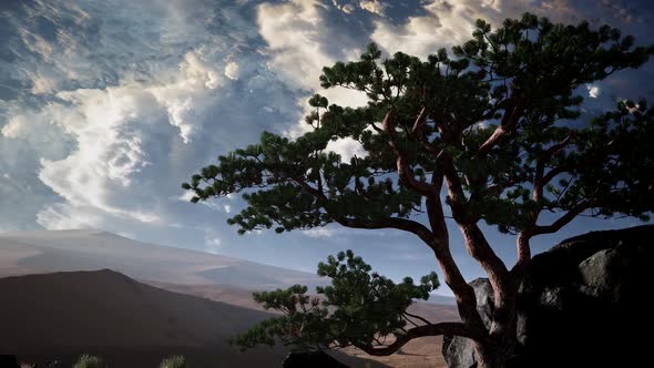 Pine Tree Desert alt