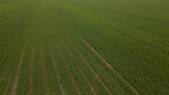 Aerial View of a Young Spring Green Agricultural Field