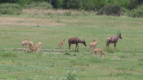 Herd of Common tsessebe on the savanna