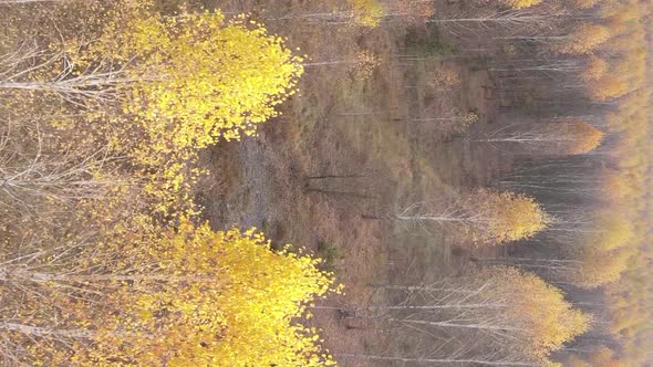 Vertical Video of an Autumn Forest During the Day in Ukraine