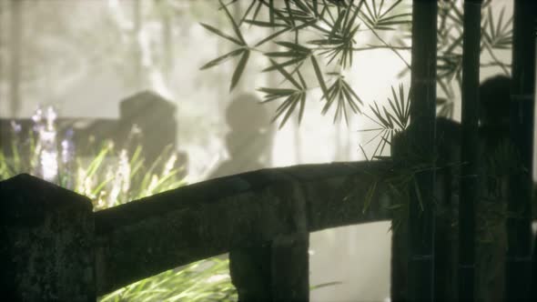 Japan Bamboo Forest and Green Meadow Grass with Natural Light alt