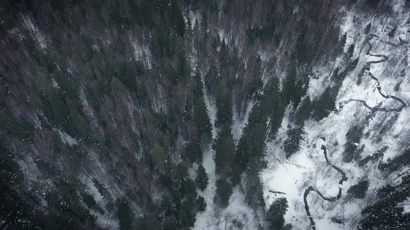 Aerial view of a wild winter forest. Fast panorama and flight over the endless forest