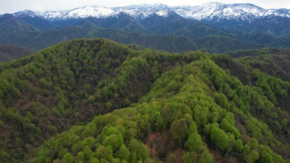 Green Mountain Forest And Snowy Peaks