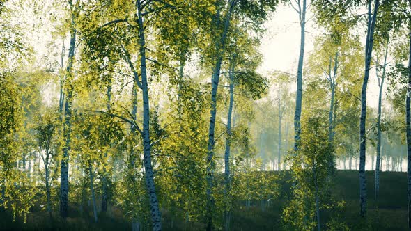 Birch Grove By a Sunny Day alt