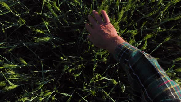 Unrecognizable Male Hand Running Gently Over Unripe Spikelets Wheat Field Outdoors