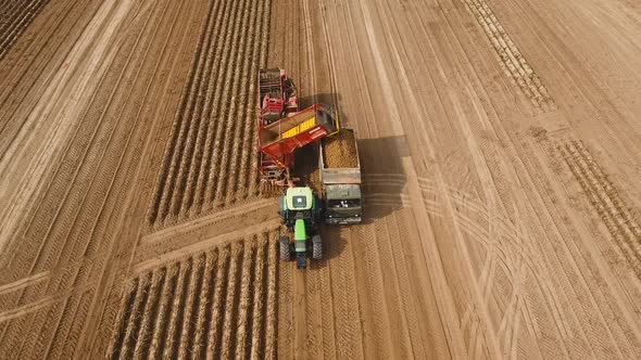 Harvesting Potatoes on the Field