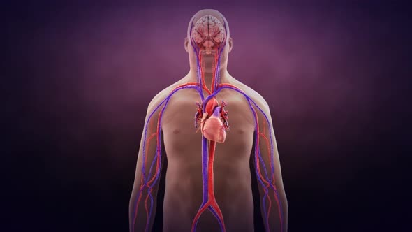 Blood circulation of the brain with the heart