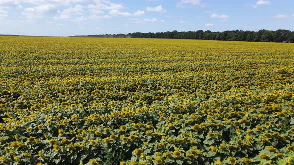 Aerial View of a Field with Sunflowers