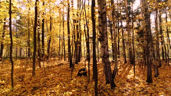 Colorful Autumn Forest Wood