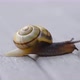 Close Up Snail Crawling Out Of Frame - VideoHive Item for Sale