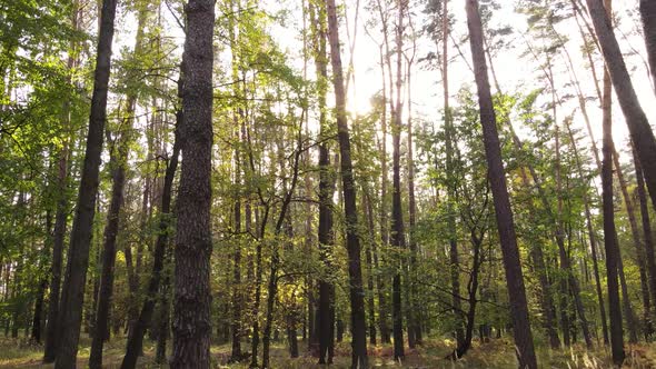 Forest with Trees in the Fall During the Day