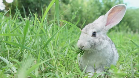 Cute Fluffy Light Gray Easter Bunny with Big Ears Sits Green Meadow Sunny Weather Eats Young Soybean
